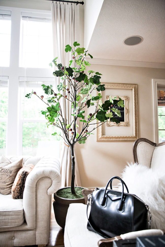 mia mia mine's living room ndi fig tree