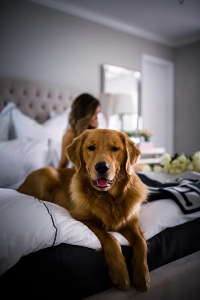 mia mia mine's golden retriever puppy leo