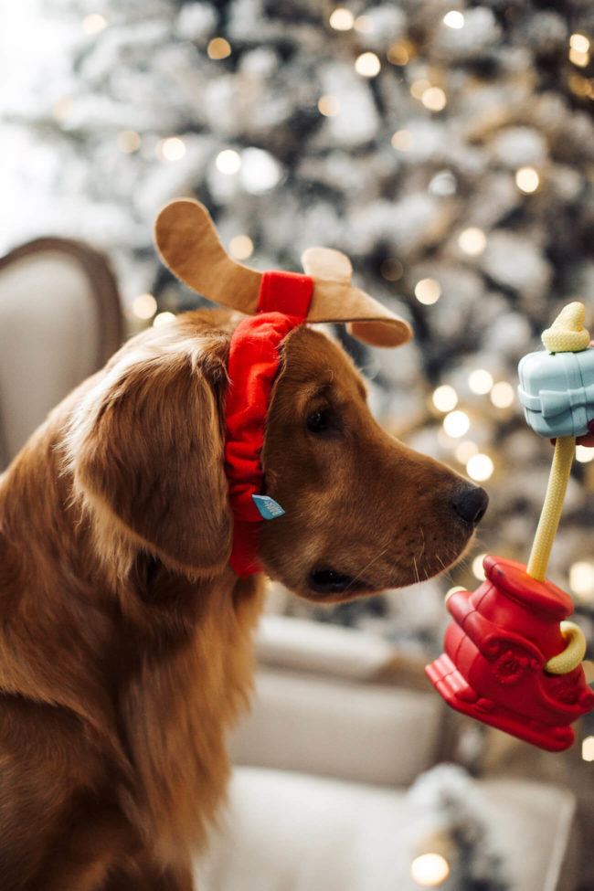 Mia Mia Mine's Golden Retriever Leo in reindeer antlers from the Super Chewer Barkbox